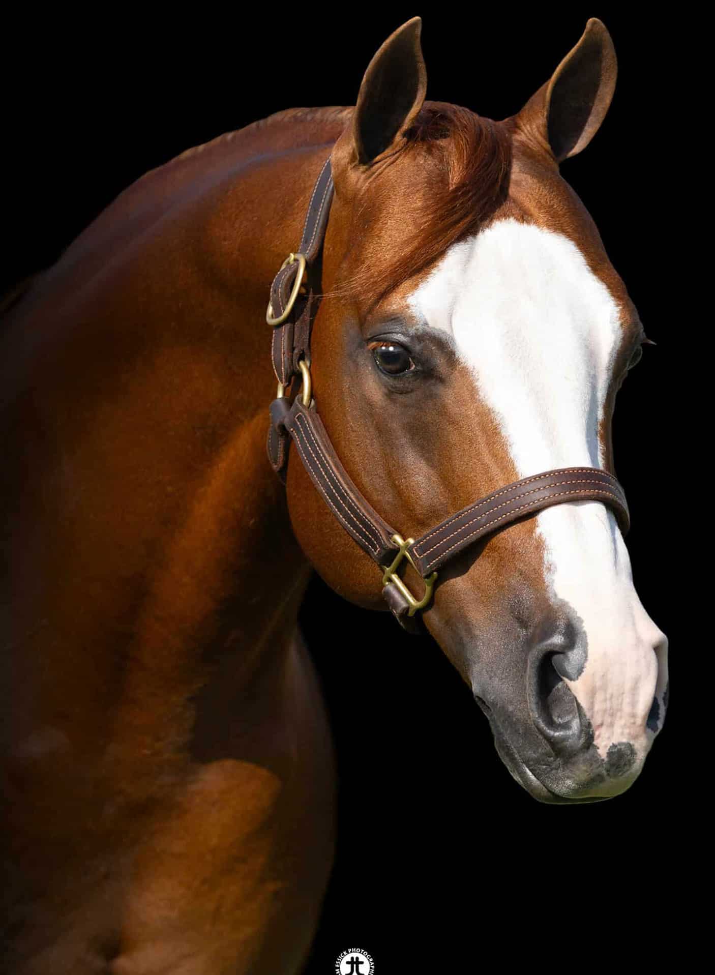 no-smoking-required-logo Image