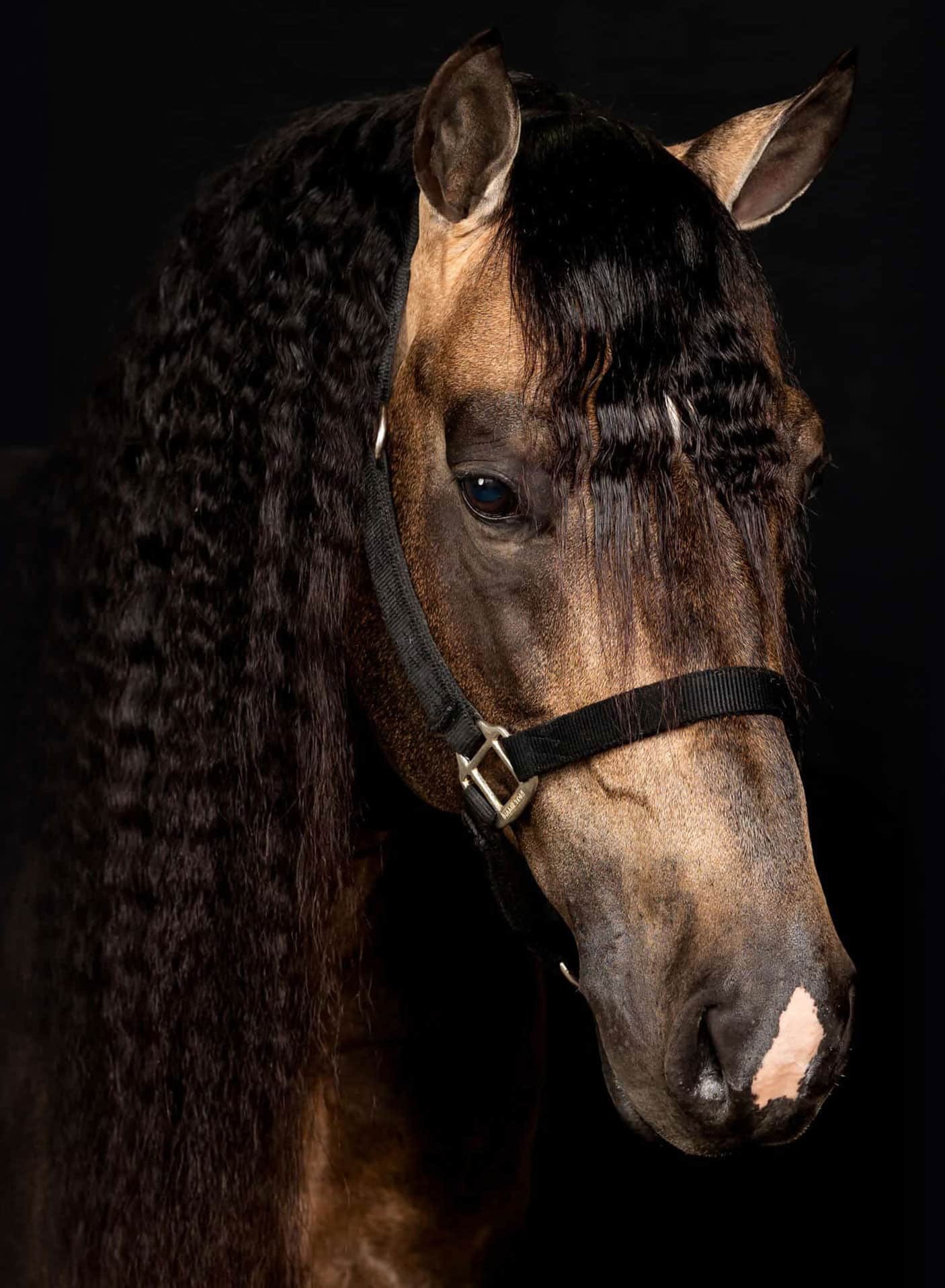 smartcowboywhiz-logo Image