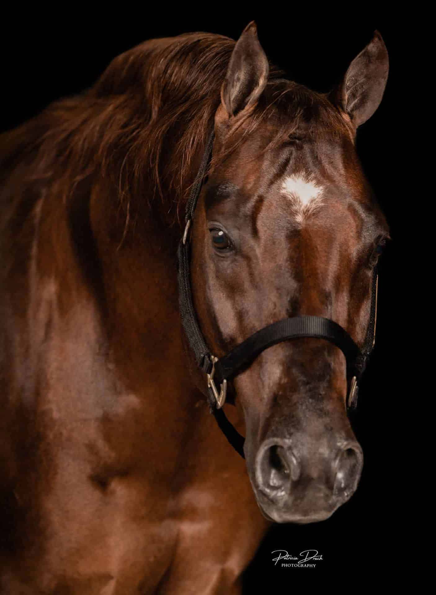 turndown4what-logo Image